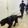 Cães da Guarda Municipal de Santos visitam a Santa Casa